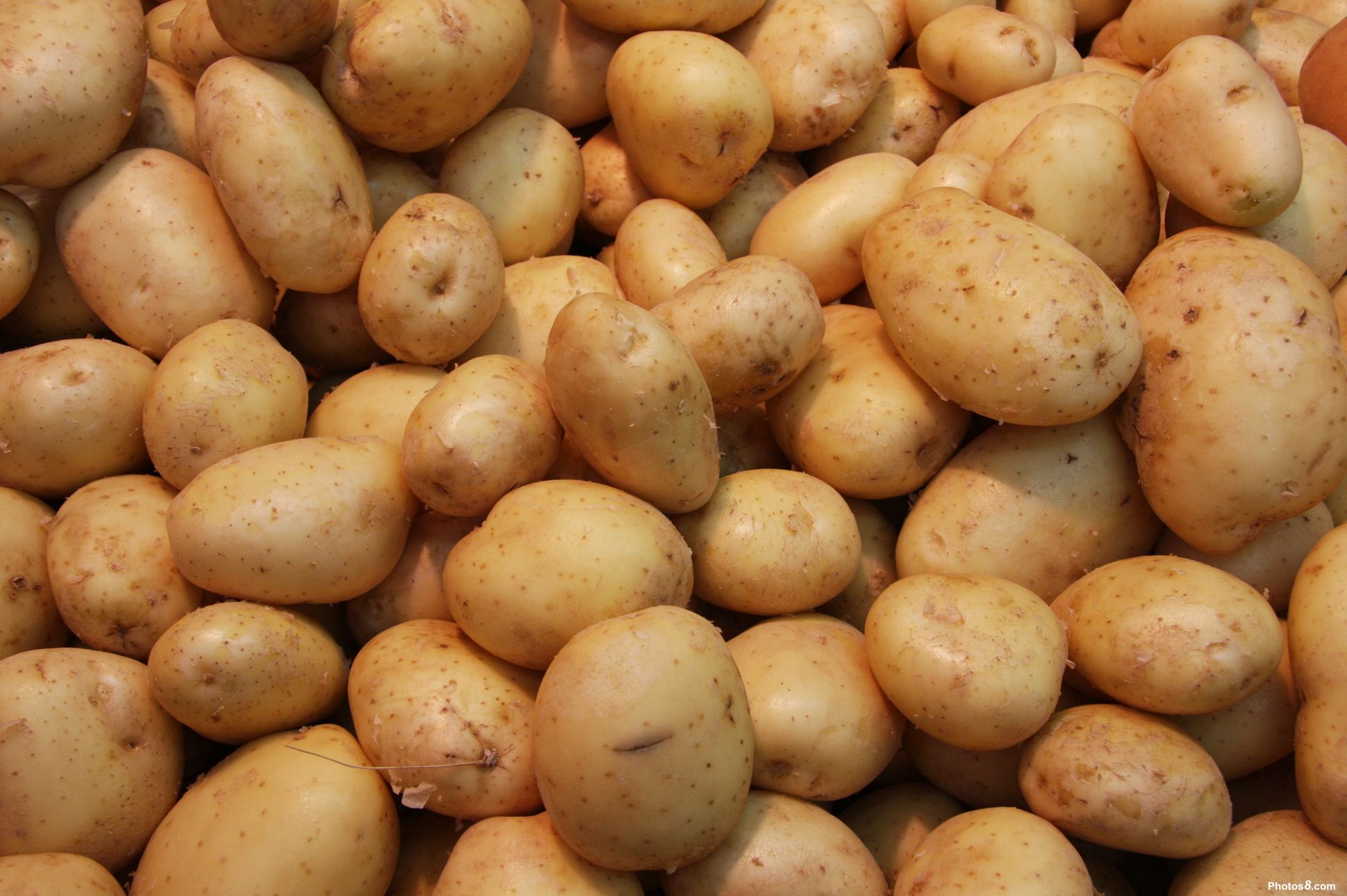 картофель гала фото