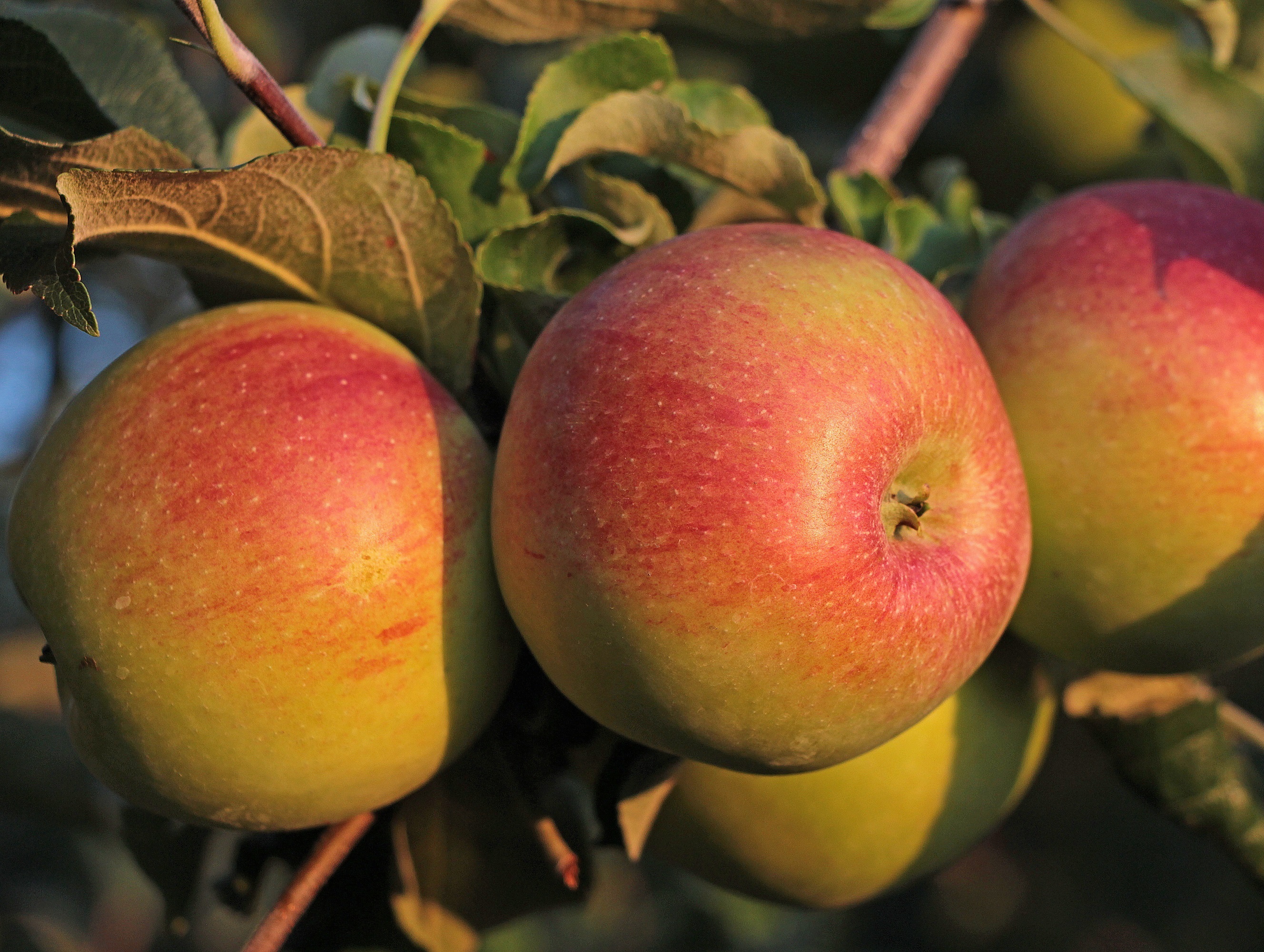 яблоки апорт фото и описание сорта