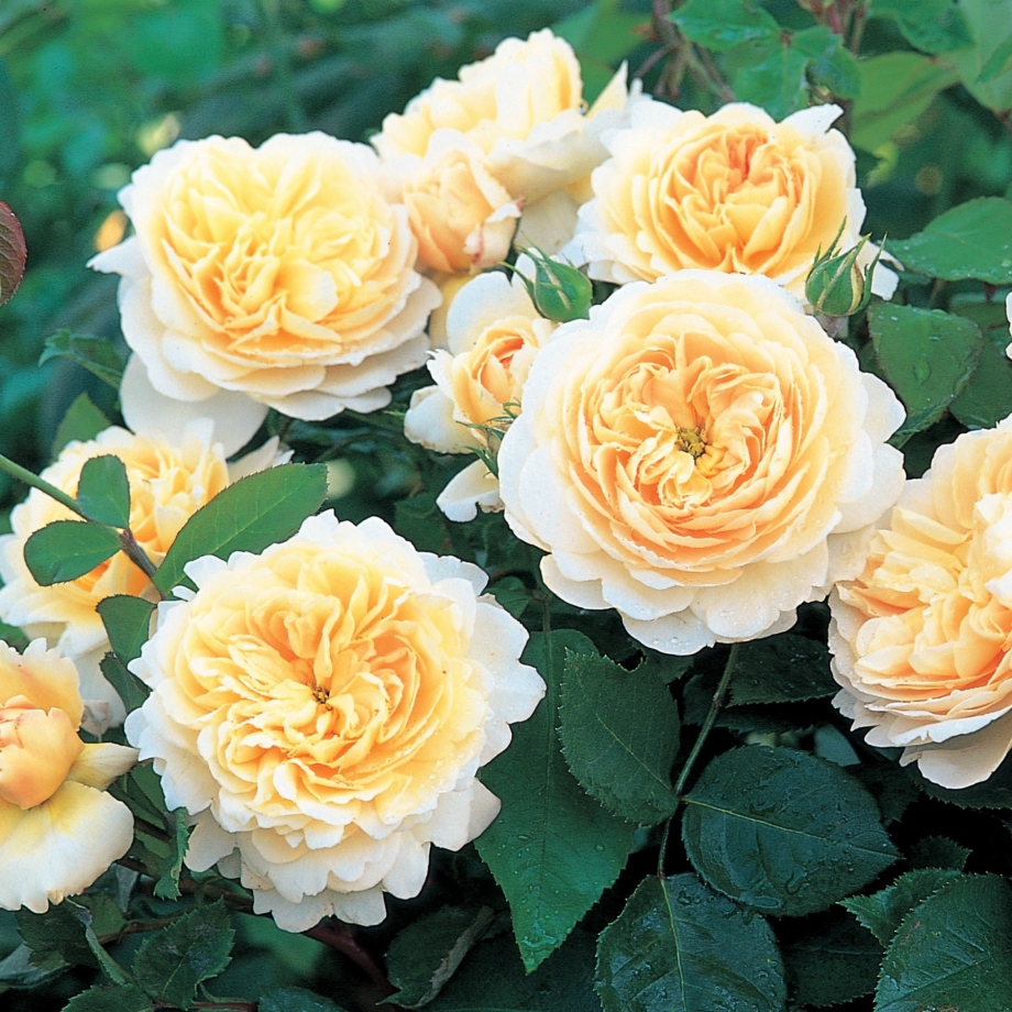 Крокус роуз / Crocus Rose
