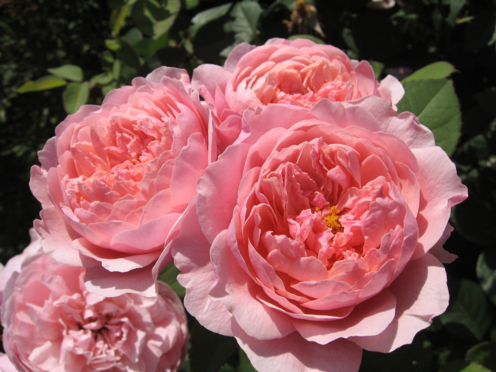 Алнвик роуз / The Alnwick Rose